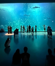 濟州島Aqua Planet韓華水族館