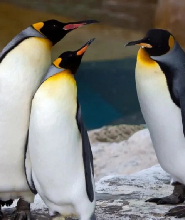 臺北市立動物園木柵動物園門票