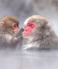東京出發｜地獄谷雪猴＆戸隠神社/飯山雪屋體驗（每日發團，6人成團）