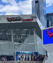 多倫多瑞普利水族館(Ripley's Aquarium of Canada)