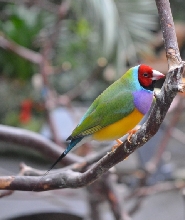 溫哥華布魯代爾室內植物園門票(Bloedel Conservatory)