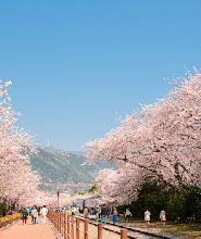 首爾出發| 2026年韓國鎮海櫻花節一日遊(鎮海軍港節)