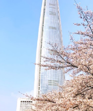 首爾出發| 2026首爾浪漫追櫻 & 賞春花一日遊