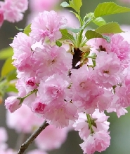 2026年韓國首爾八重櫻花一日遊