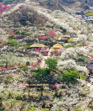 首爾出發| 韓國光陽梅花慶典+全州韓屋村一日遊