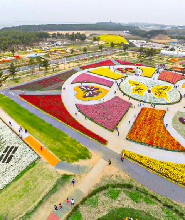 首爾出發| 2026泰安鬱金香節 + 鮮採草莓一日遊