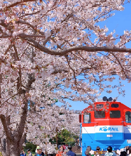 釜山出發| 2026年韓國鎮海櫻花節一日遊(鎮海軍港節)