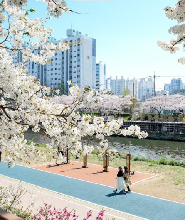 釜山出發| 2026Blueline Park天空膠囊+隨機追櫻&春花一日遊