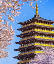 釜山出發| 2026韓國慶州櫻花一日遊