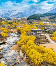 首爾出發| 韓國光陽梅花節+求禮山茱萸慶典