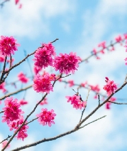 臺中八仙山國家森林遊樂區門票