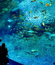 新江之島水族館門票