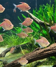 神奈川川崎水族館門票