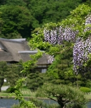 日本三溪園門票