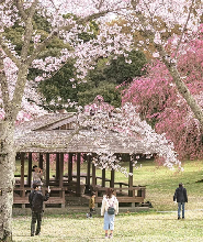 2026早春櫻花限定-河津櫻櫻花祭&草莓采摘&修善寺溫泉一日遊