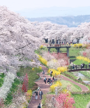 日本櫻花季限定-雨引觀音千本櫻&日立櫻花祭&海景日落一日遊