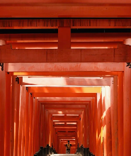 京都伏見稻荷大社&金閣寺&京都植物園光影藝術&八阪神社夜間巡遊一日遊