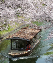 京都伏見桃山城&十石舟&背割堤&仁和寺禦室櫻一日遊