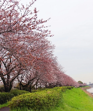 幸手權現堂櫻堤&川越新河岸川櫻花&三井奧萊入間一日遊