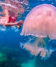 七珍佛山+沙邁珊島尼莫島浮潛拼團一日遊(中/英導遊)