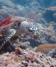 普吉潛水考證OW AOW