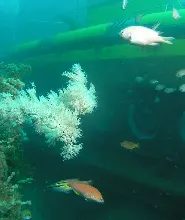 濟州島牛島潛水艇體驗
