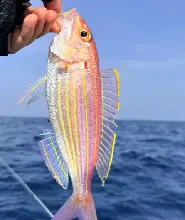 南澳島出海海釣