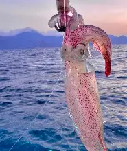 南澳島遊艇觀光及海釣