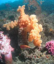 濟州島牛島潛水艇之旅