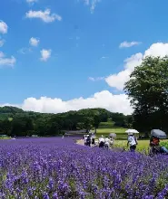【新宿出發】2026東京群馬季節限定一日遊：夏季薰衣草/秋季賞楓&豪華松葉蟹宴&採果體驗&川越老街（1人成團）