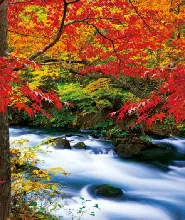 【1人成團】2026東北青森奧入瀨&十和田湖&弘前公園賞楓一日遊（早鳥優惠）
