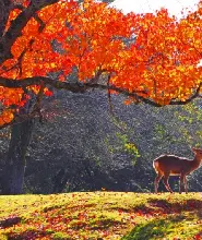 【大阪出發】2026東大寺&奈良公園&壺阪寺&世界遺產吉野山賞楓&採果體驗一日遊（秋季限定）