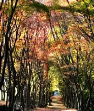 【福岡出發】2026河內藤園&門司港懷舊區散歩&THE OUTLETS KITAKYUSHU自由購物 &勝山公園&小倉城一日遊（20人成團）