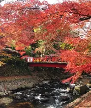 【東京出發】2026伊豆修善寺紅葉秘境&水果公園採果&秋季特色午餐&虹之鄉賞楓一日遊
