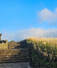 濟州島秋季粉紅慕利節一日遊