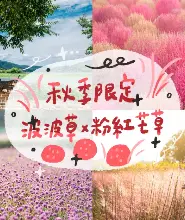 首爾出發| 粉紅芒草秋季慶典 波波草原、仙級粉紅芒草 X 抱川藝術谷 X 香草島樂園