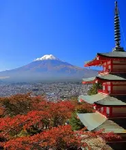 【新宿/上野/東京/池袋/澀谷出發】2026忍野八海&河口湖楓葉長廊&荒倉山淺間公園一日遊（炸牛排套餐+贈送一串晴王麝香葡萄）