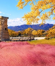 釜山出發| 慶州粉紅芒草與秋季楓葉之旅
