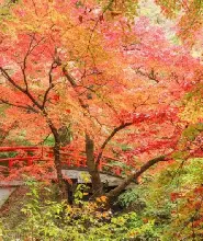 【新宿出發】日本群馬伊香保一日遊（少林山達磨寺&伊香保神社&水澤觀音&紅葉名所河鹿橋散策）