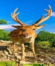 高雄壽山動物園門票優惠！免排隊掃碼入場親近小動物【親子遊】