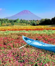 【限定花祭】2026富士本棲湖度假區彩虹花卉節門票（~10.12）