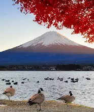 【東京出發】河口湖紅葉回廊/大石公園&網紅羅森&禦殿場奧特萊斯一日遊（送抹茶體驗）