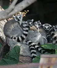 佛山長鹿旅游休博园動物園探趣票（入園門票+童話動物王國（動物園）+80 餵食金+9 選 4）