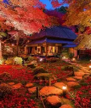 【名古屋出發】養老公園&天川人之神社&天森寶州庵&京林坊寺秋葉燈光之旅（含晚餐）
