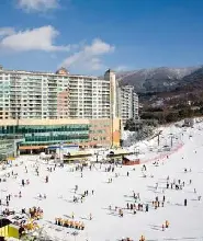 首爾 ↔ 威利希利公園滑雪度假村接駁巴士（紫色巴士）