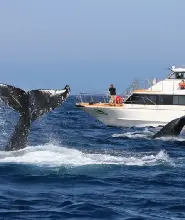沖繩冬季賞鯨：美麗海水族館附近&自行前往（下午場・本部出發）
