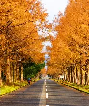 【限定買一送一】大阪出發：雞足寺紅葉秘境&琵琶湖白鬚神社&牧野杉木道一日遊（含雞足寺門票）