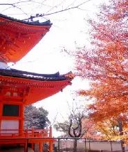 【限定買一送一】大阪出發：紀三井寺紅葉&高野山世界遺產&黑潮市場海鮮&貓站長TAMA一日遊