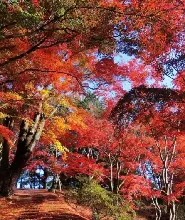 【新宿出發】靜岡伊豆一日遊：修禪寺竹林小徑＆沼津港海鮮市場＆長腳蟹盛宴＆鮮採柑橘吃到飽