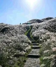 【保證成團】投陽明山｜芒草季限定＆小油坑＆冷水坑＆淡江大橋｜台北出發